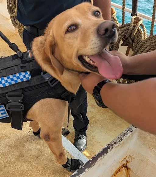Rarotonga police dog Chester searching NEPTUN during the customs visit