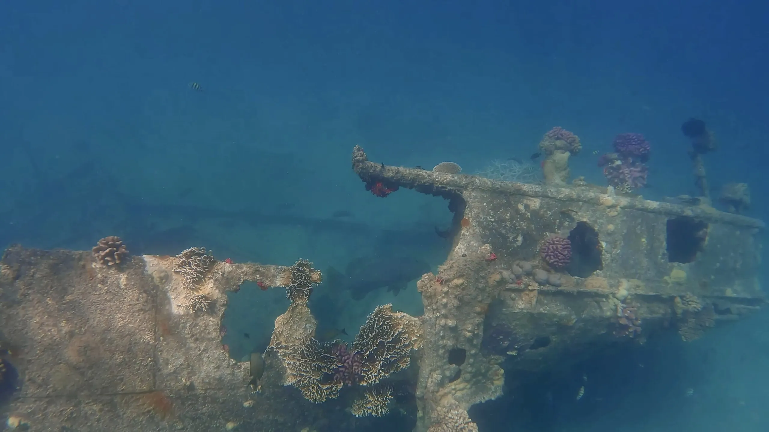 Coral growing over WW2 tanks and trucks at Million Dollar Point in Espiritu Santo