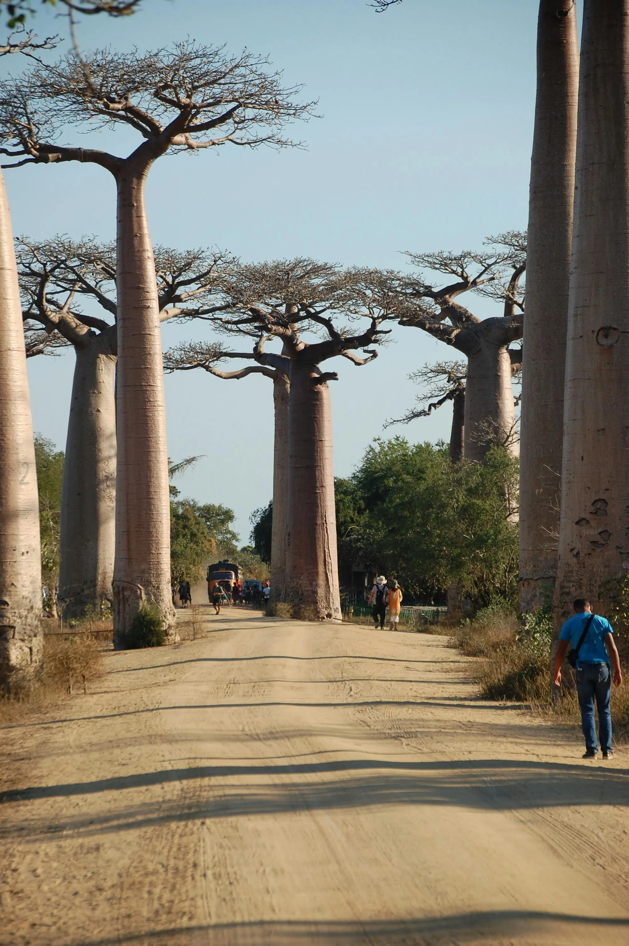 Baobabs, the silent giants of the African coastal interior, the silhouette that watches over Nacala and Mafia alike.
