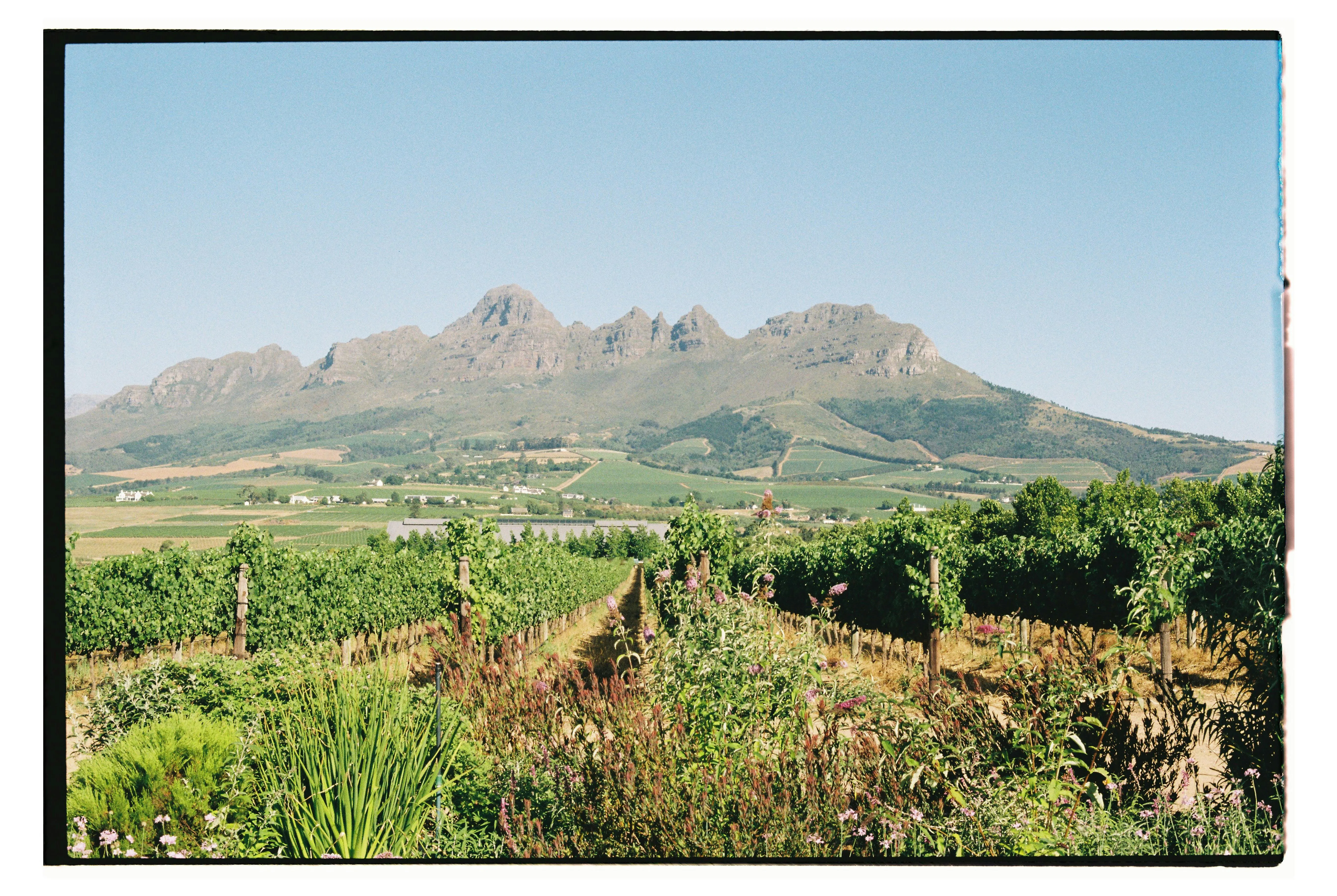 Cape Winelands, Stellenbosch and Franschhoek an hour inland from the harbour, and a compulsory shore-leave expedition.