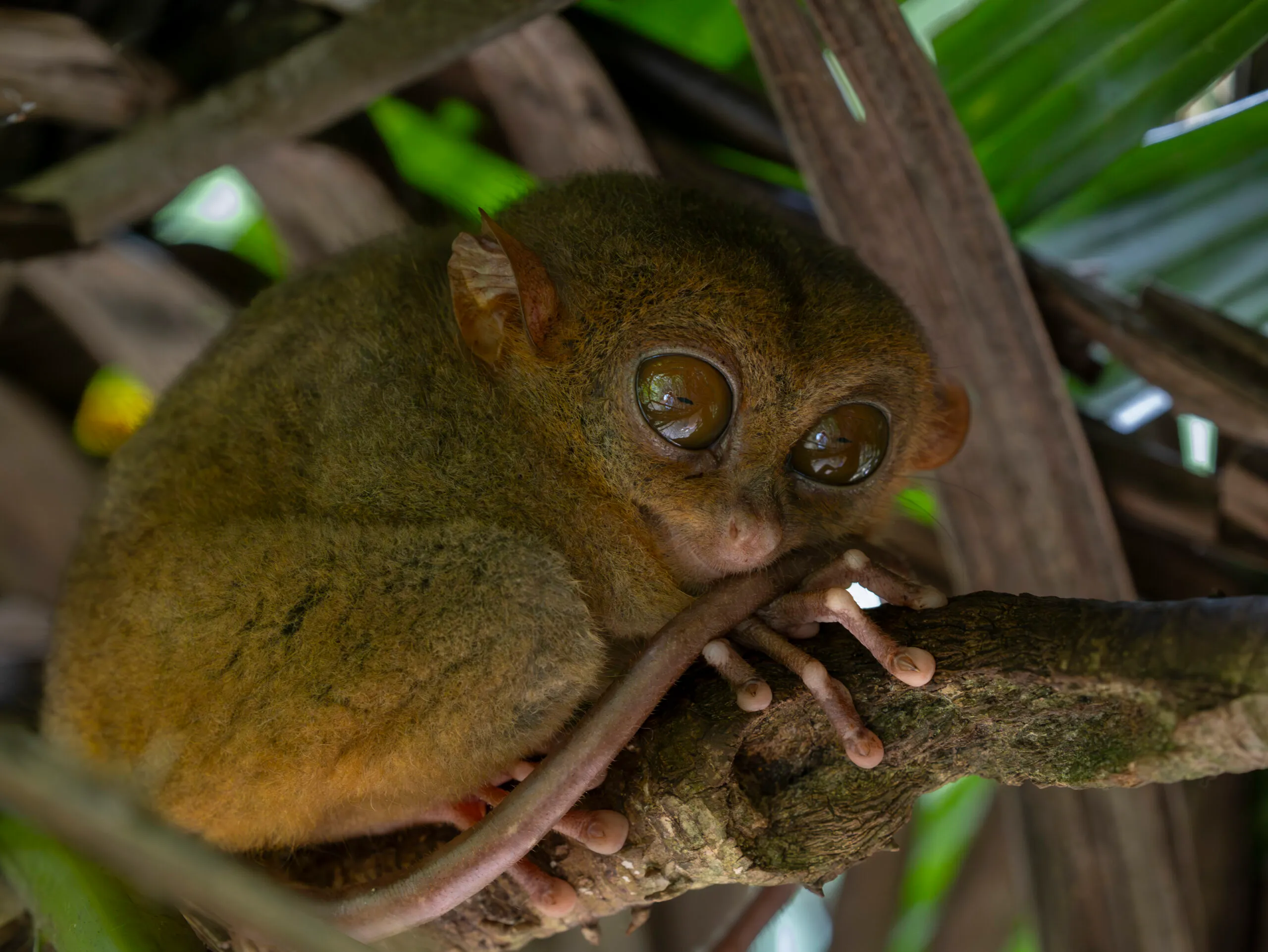 Tarsier monkey in the Laoy sanctuary, the smallest primate in the world