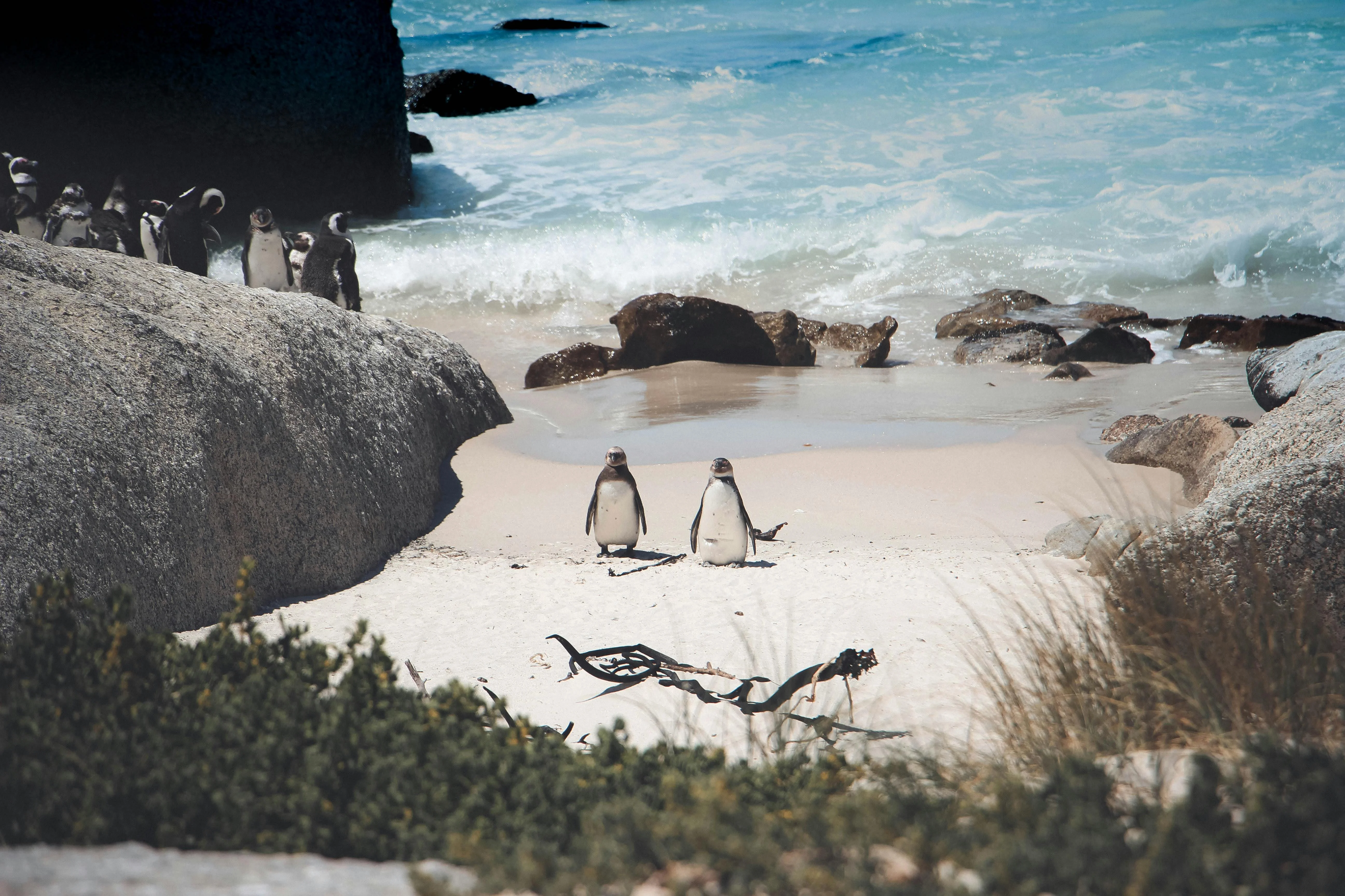 African penguins at Boulders Beach, a short drive from Cape Town harbour.